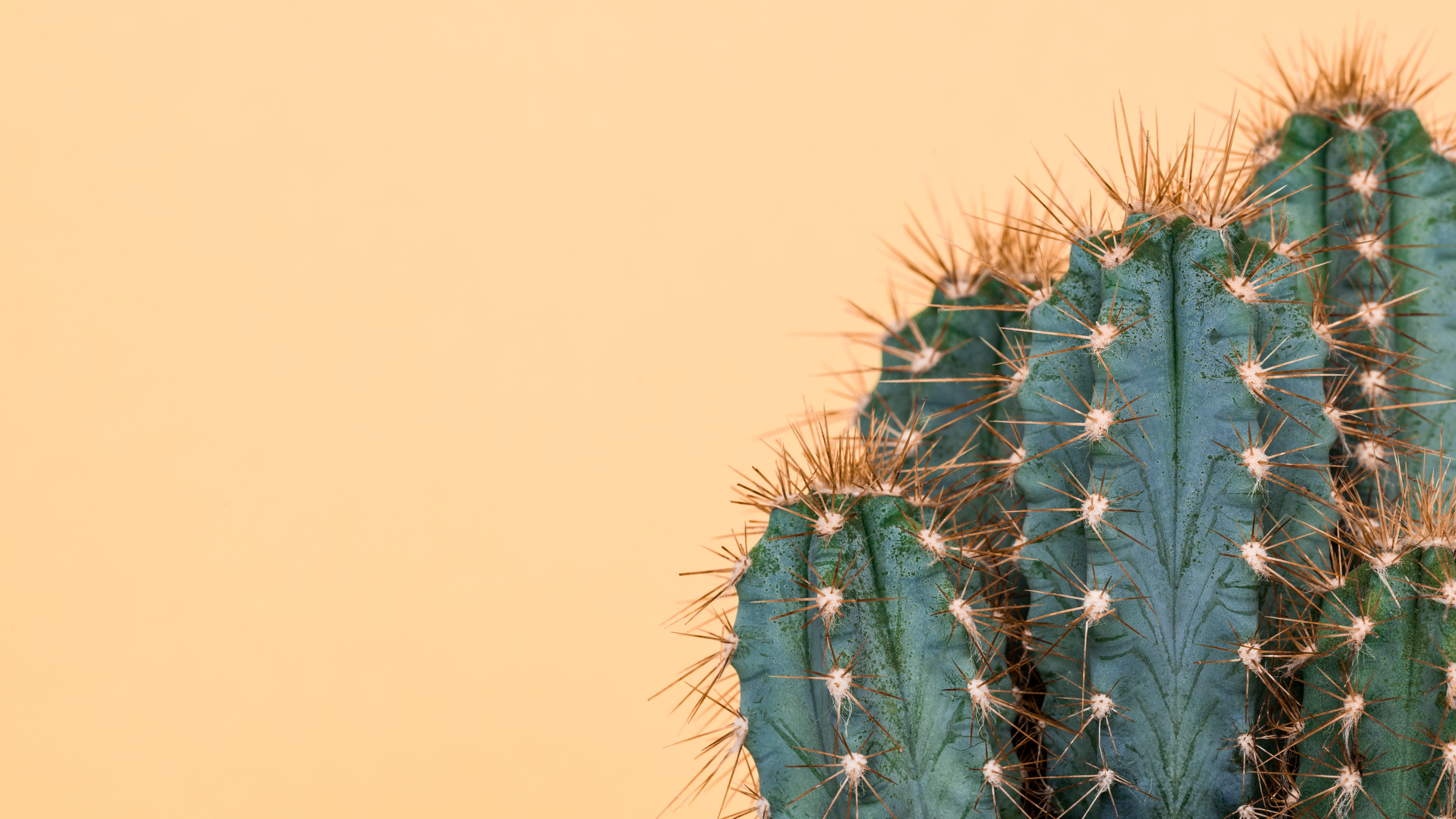 Direct traffic is spiking like this cactus